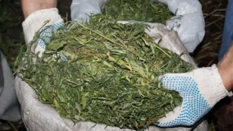 В автобусе сообщением Алматы-Тараз задержали партию марихуаны 