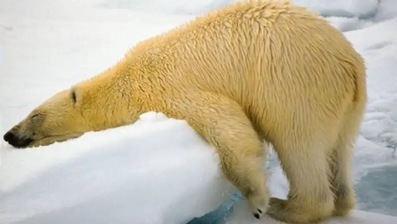 20 смешных фотографий животных с конкурса Comedy Wildlife Photo Awards 2018