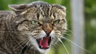 YouTube, фото - Новости Zakon.kz от 29.05.2018 16:35