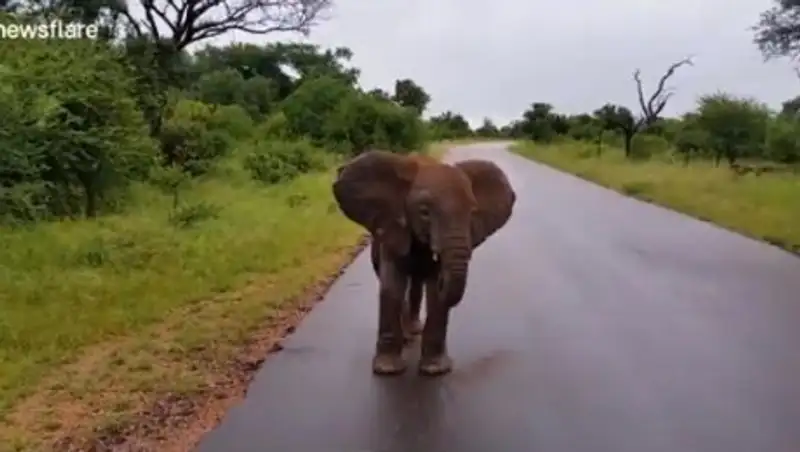 Сердитый слоненок угрожал машине на сафари