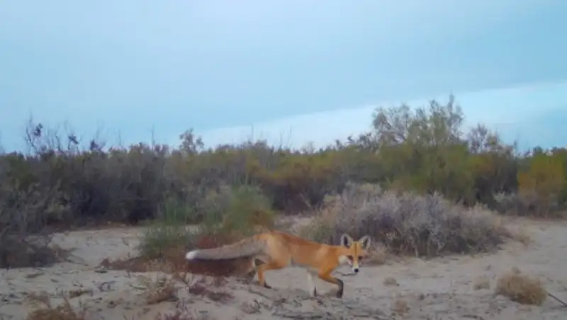 Кто там. Животные попали в фотоловушку в Алматинской области