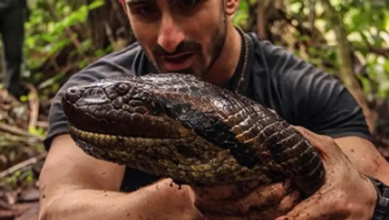 Анаконда испортила эксперимент по поеданию человека в прямом эфире