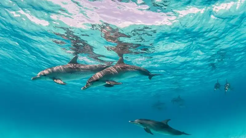 ООН заключила договор об открытом море, защищающий 30 процентов Мирового океана