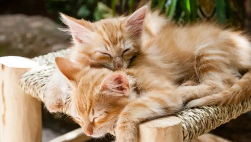 В Ухане нашли коронавирус у кошек