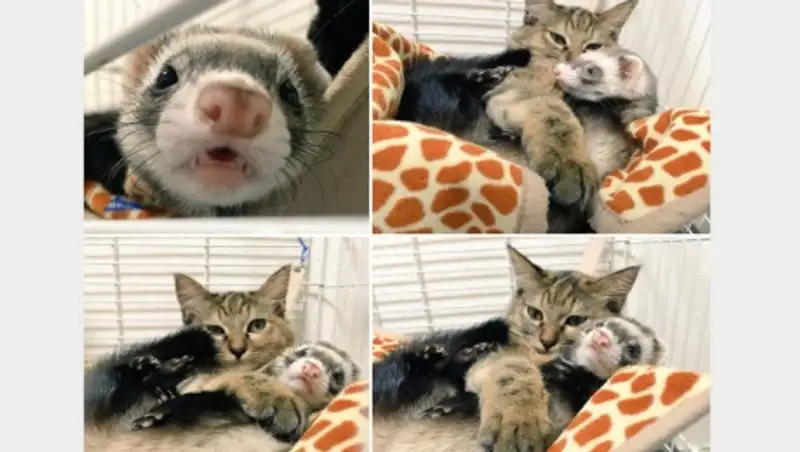 В Японии хорьки усыновили котенка