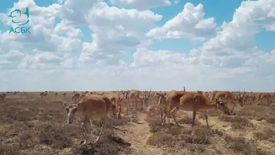 фотоловушка, фото - Новости Zakon.kz от 05.08.2022 10:30