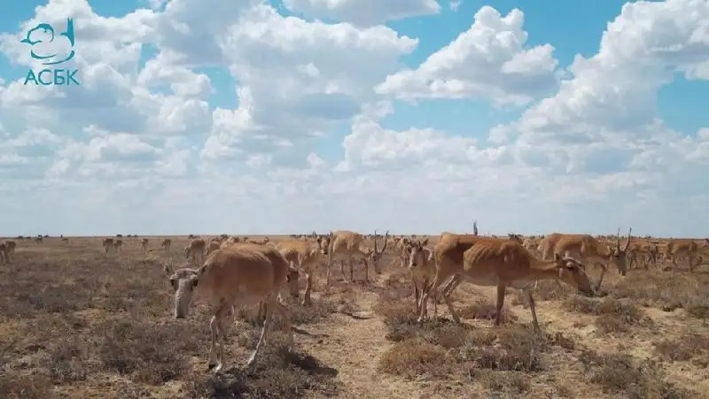 Сайгаки заинтересовались фотоловушкой в степи Костанайской области