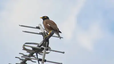 Pixabay, фото - Новости Zakon.kz от 05.11.2019 16:45