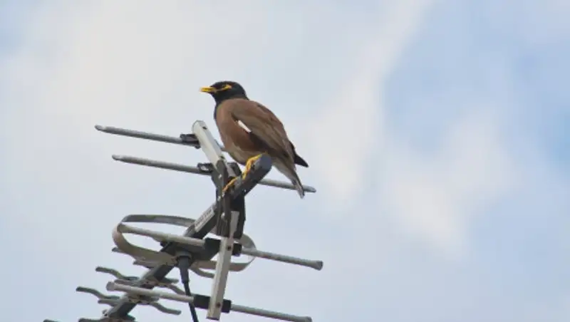 Как выбрать хорошую и недорогую комнатную антенну для цифрового телевидения