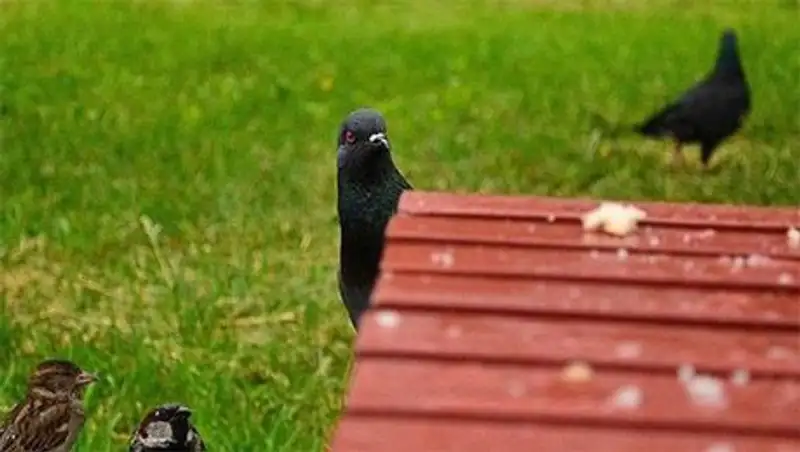 Смешная мини-история о голубе, который «прощелкал» свое счастье