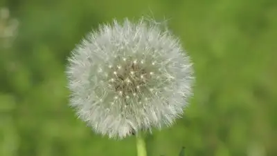 Pixabay, фото - Новости Zakon.kz от 12.03.2019 17:48