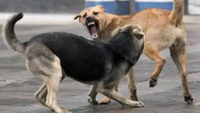 Zakon.kz, фото - Новости Zakon.kz от 03.03.2017 15:46