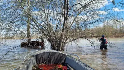спасение телят, фото - Новости Zakon.kz от 22.04.2022 17:48
