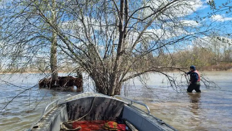 Спасатели пришли на помощь телятам в Семее