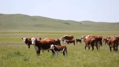 primeminister.kz, фото - Новости Zakon.kz от 22.10.2021 14:19