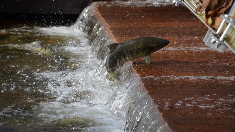 В Казахстане в период нереста рыбы ограничат передвижение судов