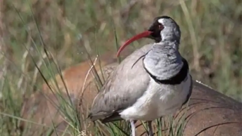 Редчайший в Казахстане серпоклюв объявлен птицей 2015 года