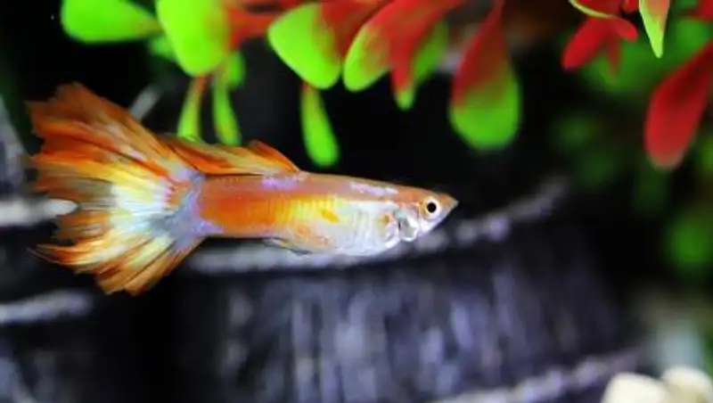 У рыб обнаружена зависимость от наркотиков