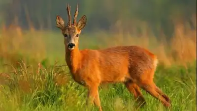 zakon.kz., фото - Новости Zakon.kz от 27.06.2021 07:25