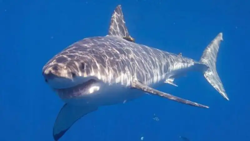 Мужчина ударил акулу, чтобы спасти от нее свою жену