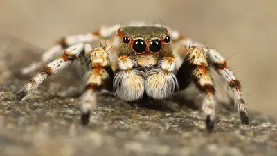 укусы, фото - Новости Zakon.kz от 17.06.2023 21:06