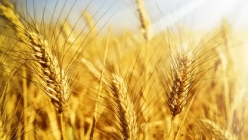 Кыргызстан планирует закупить в Казахстане еще 150 тыс тонн пшеницы