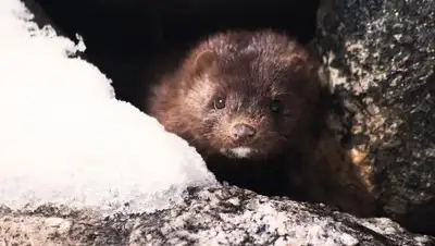 Pixabay, фото - Новости Zakon.kz от 03.08.2020 09:27