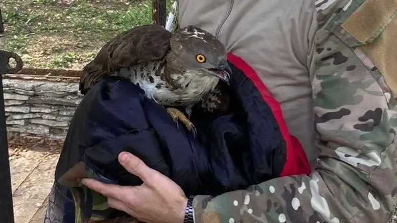 "Ползущего" по земле осоеда спасли в Бурабае