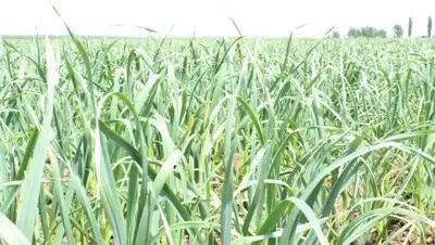 Пресс-служба акима ЮКО, фото - Новости Zakon.kz от 21.05.2018 16:36