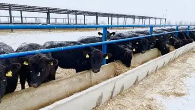 НУХ "КазАгро", фото - Новости Zakon.kz от 25.11.2020 09:59