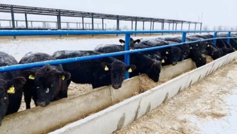 Новый репродуктор КРС появился в Жамбылской области благодаря АКК