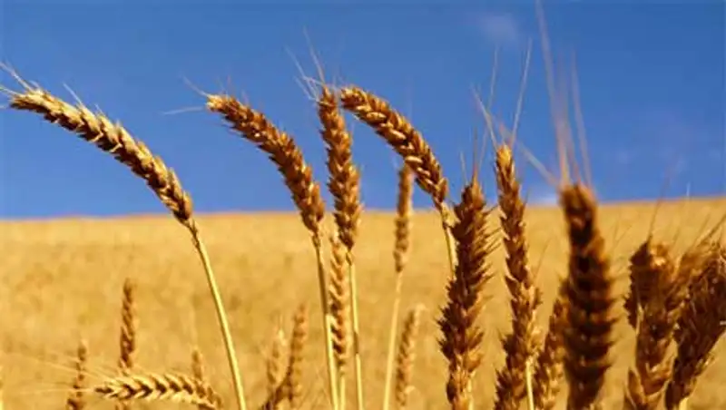 На полях Северного Казахстана остается еще 10% зерновых, фото - Новости Zakon.kz от 09.10.2013 02:40