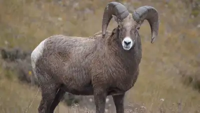 Полицейские Туркестанской области задержали жителя, убившего архара, занесенного в Красную книгу, фото - Новости Zakon.kz от 04.11.2022 12:52
