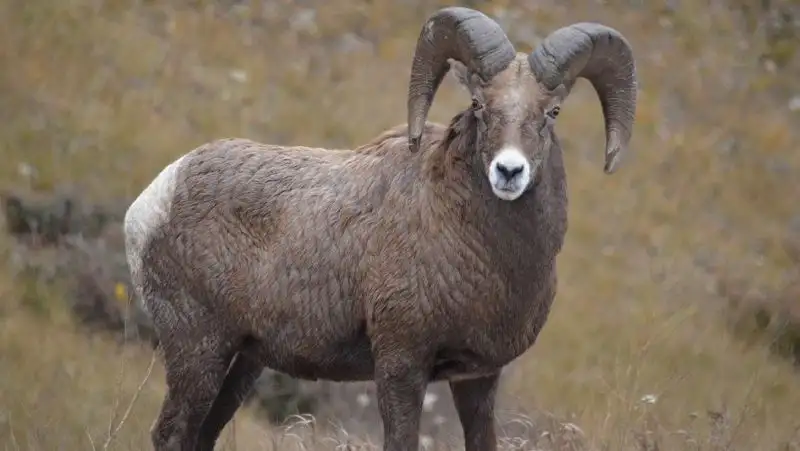 В Туркестанской области браконьер убил краснокнижного архара