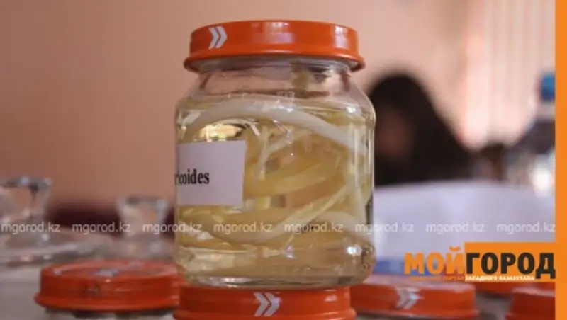 В Уральске выявлено 40 случаев заражения описторхозом