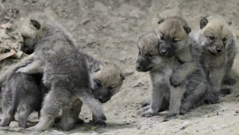 Жителю Караганды грозит штраф за похищение волчат из логова