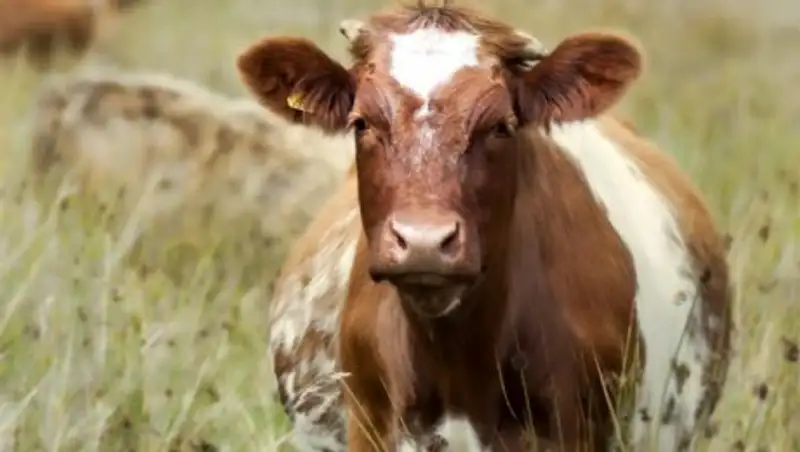 В Атырауской области растет число погибших от эпидемии коров