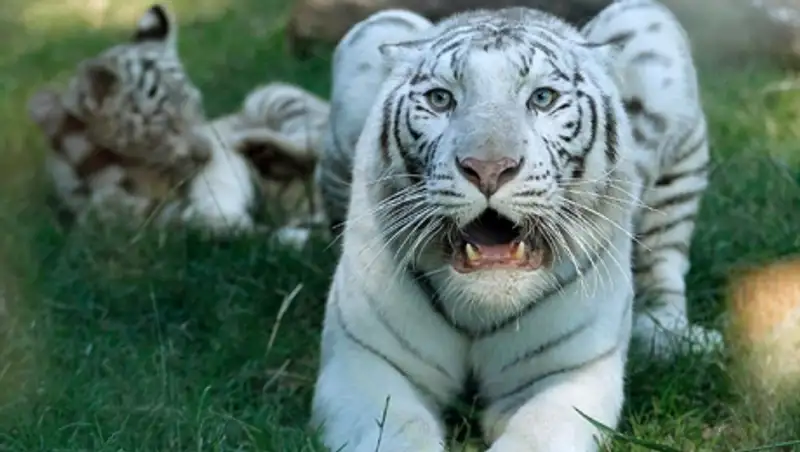 В ялтинском зоопарке умер второй за время режима ЧС бенгальский тигренок