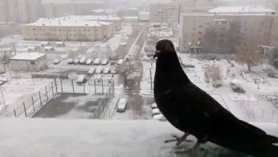 inform.kz, фото - Новости Zakon.kz от 04.12.2020 09:48