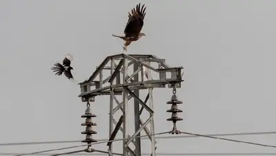 Линии электропередач, орлы, гибель, проблема, фото - Новости Zakon.kz от 28.02.2022 13:27