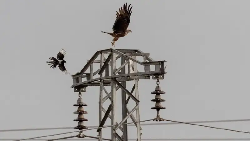 Краснокнижные птицы масштабно гибнут на линиях электропередачи – эксперт