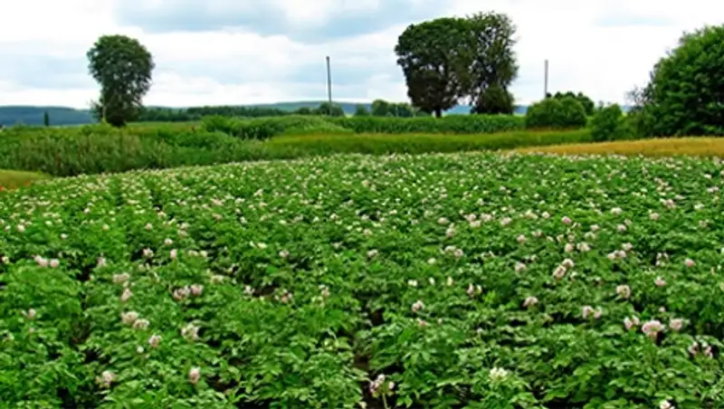 Игорь Жабяк: Создание Комиссии по земельной реформе своевременно, актуально