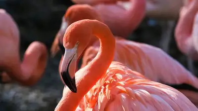 Названа предварительная причина гибели фламинго в в Мангистау, фото - Новости Zakon.kz от 21.04.2023 15:40