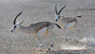 Simple-fauna.ru, фото - Новости Zakon.kz от 18.01.2018 18:35