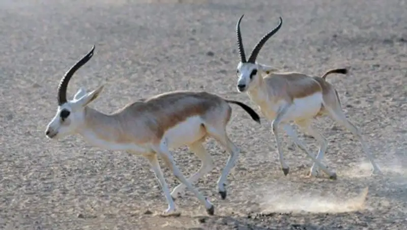 В Алматинской области задержаны браконьеры, отстрелившие шесть краснокнижных джейранов