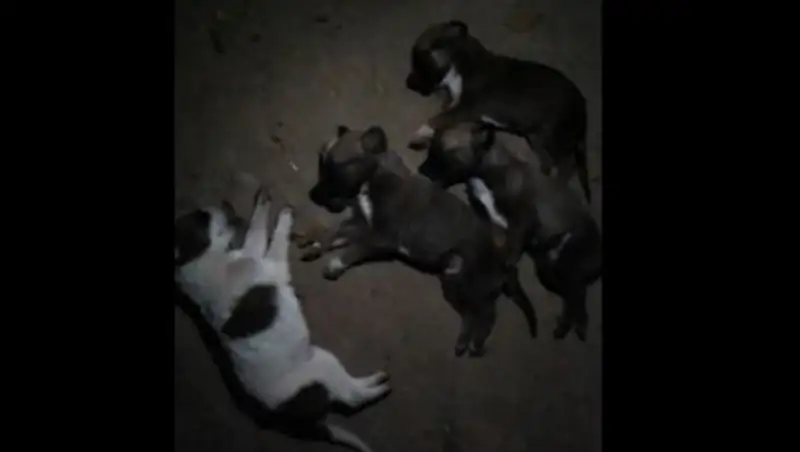 Началось расследование гибели выброшенных из окна щенят в Балхаше