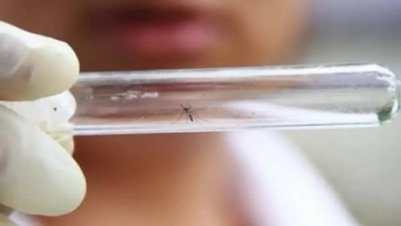 В ВОЗ создана спецгруппа по борьбе с вирусом Зика