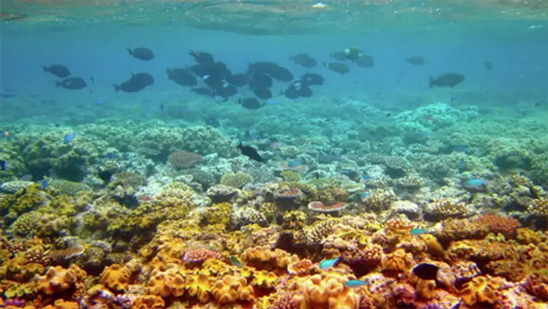 Глава МИД Японии призвал КНР к сотрудничеству в борьбе за кораллы