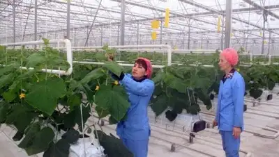 Zakon.kz, фото - Новости Zakon.kz от 31.10.2017 12:18