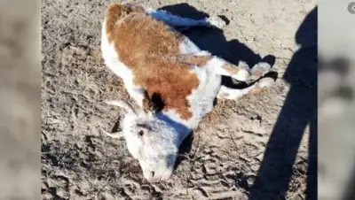 yandex.kz, фото - Новости Zakon.kz от 03.12.2020 19:08